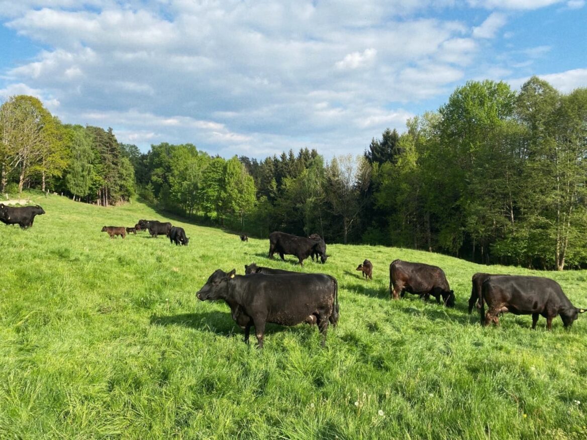 Angushof Anderl - Angushof