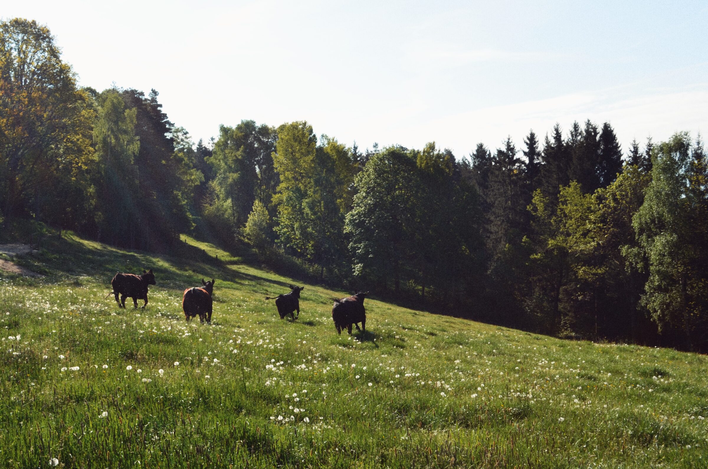 Rind - Angushof Anderl